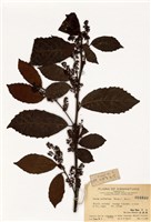 藏品(恆春山桂花)的圖片